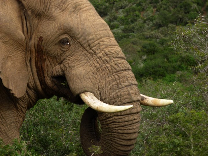 elephant photo