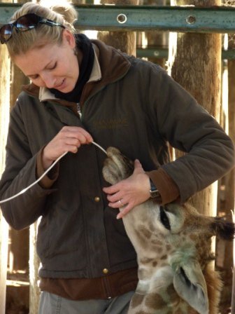 giraffe being tube fed