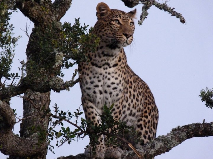 leopard in a tree at sunset