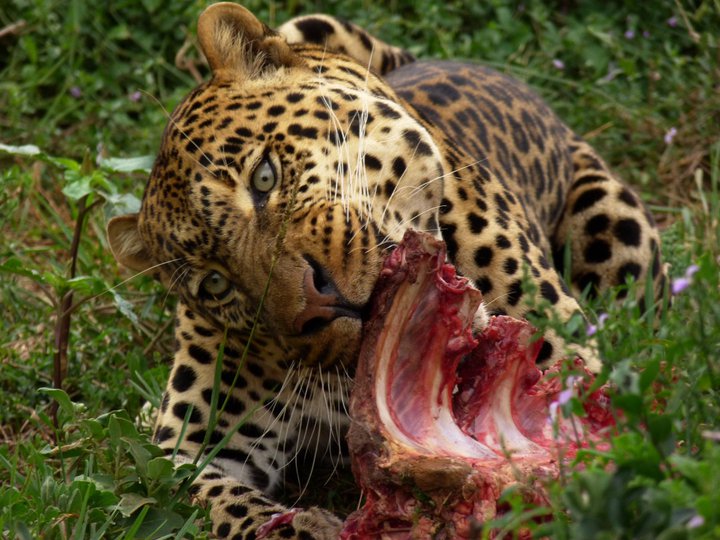 leopard eating meat