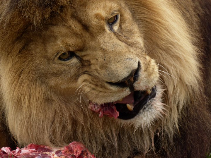 lion eating meat