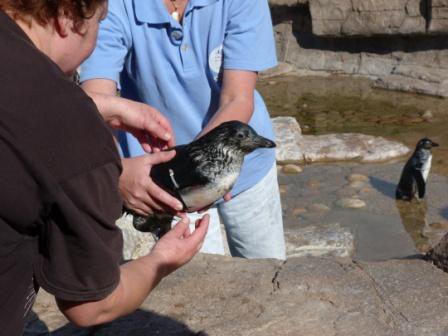 penguin being held
