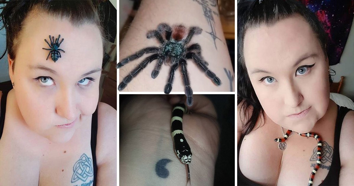 spiders and snake pets