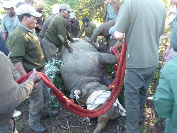 rhino being helped