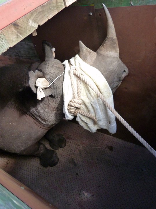 rhino in crate being transported