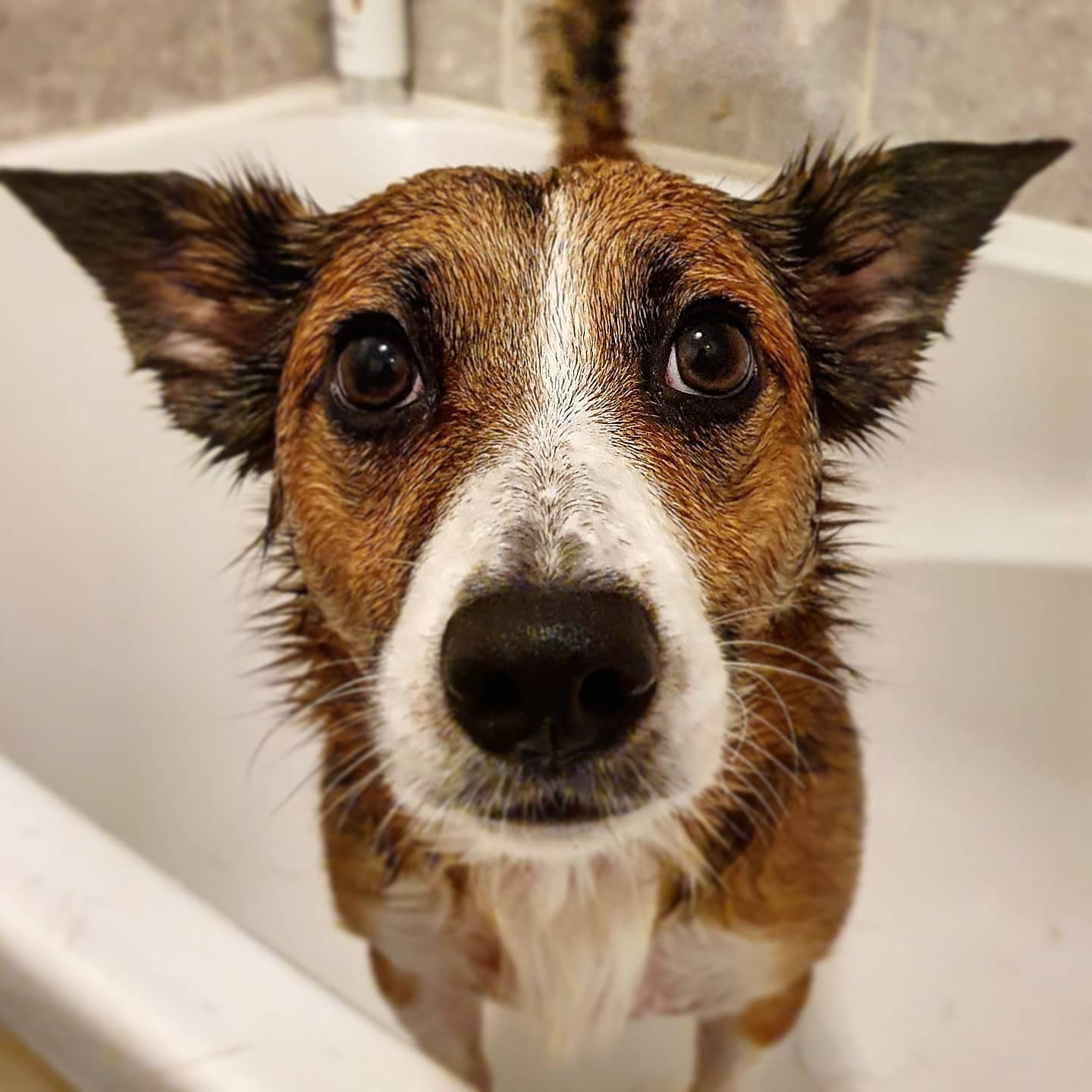 photo of a dog in the bath