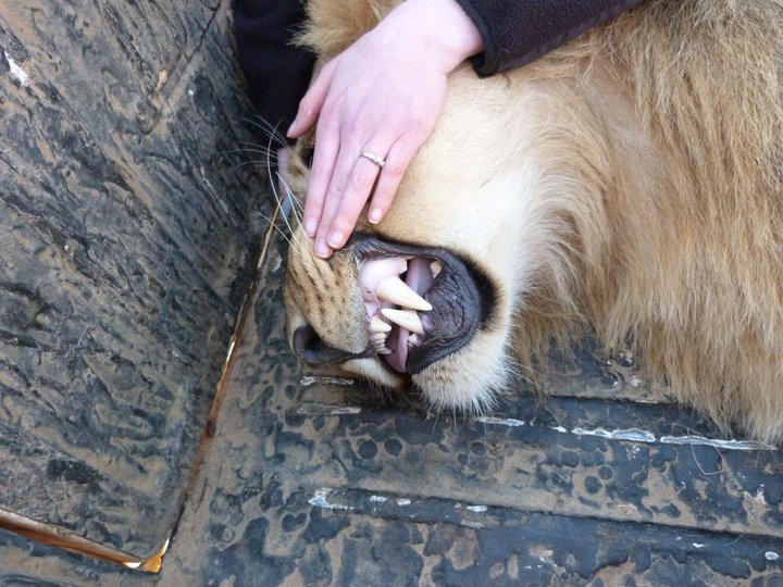 a lion with its teeth shown