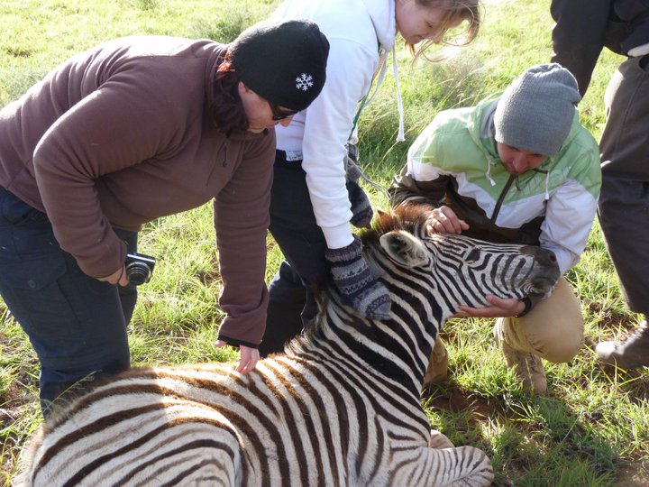 zebra being helped